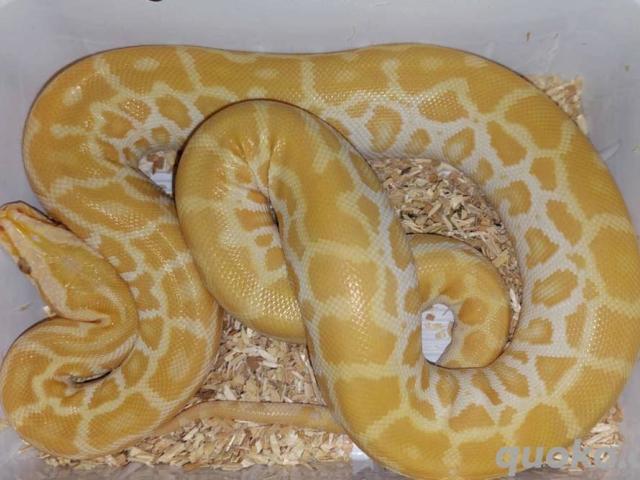 Dwarf Burmese Python pogschai Pearl - 1