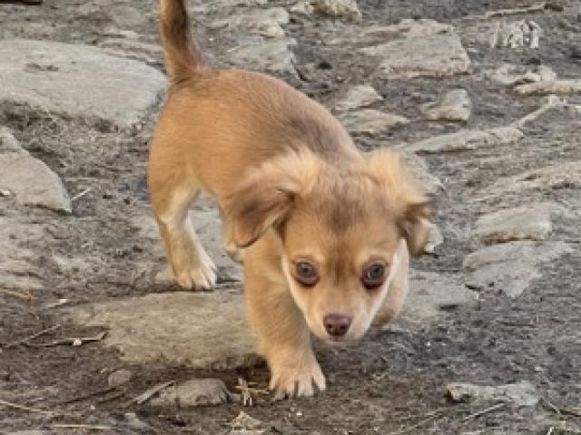 Unsere Chihuahua Welpen dürfen in ein liebevolles Zuhause umziehen - 1